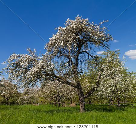 Ancient apple tree blossom Wetterau Hesse Germany