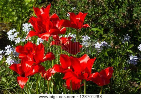 Close up of red Bokhara tulips - tulipia linifolia