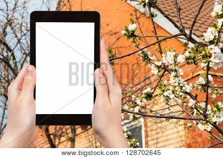 Farmer Photographs Flowering Tree On Backyard
