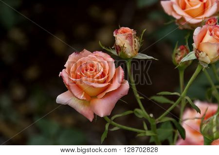 Emmarentia Botanical Garden - Rose flowers, Johannesburg South Africa