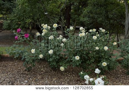 Emmarentia Botanical Garden - Rose flowers, Johannesburg South Africa