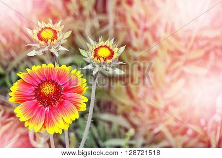 Summer landscape. Colorful garden flowers Gaillardia. Red and yellow Gaillardia