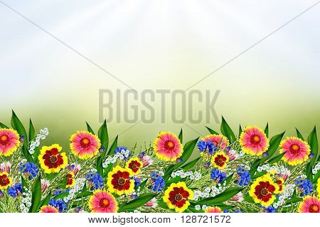 Summer landscape. Colorful garden flowers Gaillardia. Red and yellow Gaillardia
