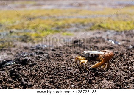 Orange fiddler crab on a muddy beach