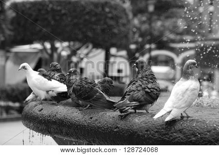 A flock of pigeons sitting on the fountain in hot summer.