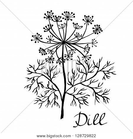 Vector dill illustration vector dill isolated. Dill plant sketch. Hand drawing dill. Dill herb vector card. Dill on white. Hand drawn vector illustration sketch. Elements for design.