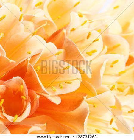 background of beautiful flowers of Clivia miniata close up.