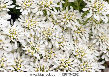 A lot of Iberis sempervirens Snowflake flowers as background