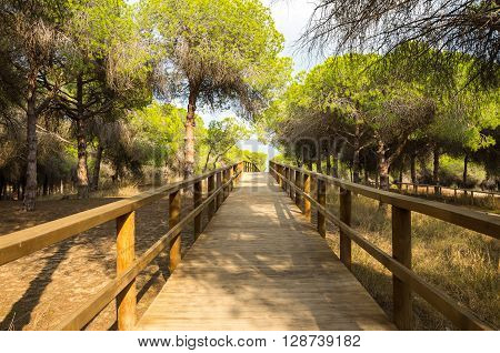 Pine firest at La Marina on the coast of Mediterranean sea Costa Blanca Spain