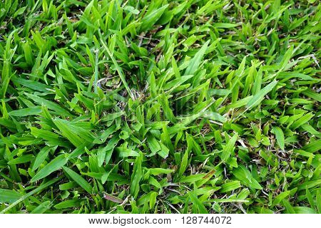 Freshy green grass background were planted in the garden