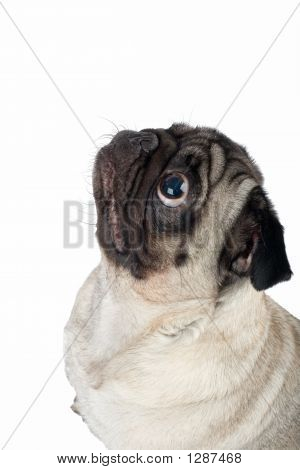 Přátelské Mops pes sedí na bílém pozadí
