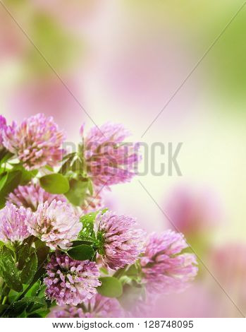 Beautiful flowers with meadow flower and blurred background