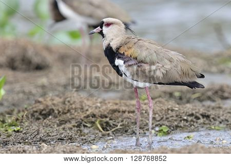Southern Lapwing Standing On A Mudflat - Panama