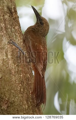 Northern-barred Woodcreeper Climbing Up A Tree