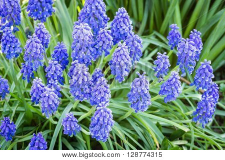 close up of blue spring flowers muscari neglectum
