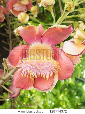 Big flower of shorea robusta in the garden