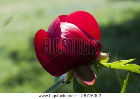 Beautiful peony flower in the garden. closeup