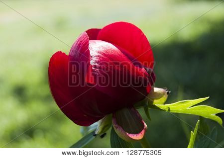 Beautiful peony flower in the garden. closeup
