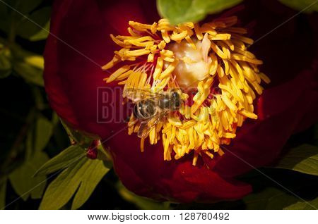 This beautiful bees on a red peony flower