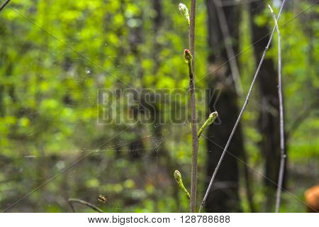 spider wove its web of between branches in spring wood