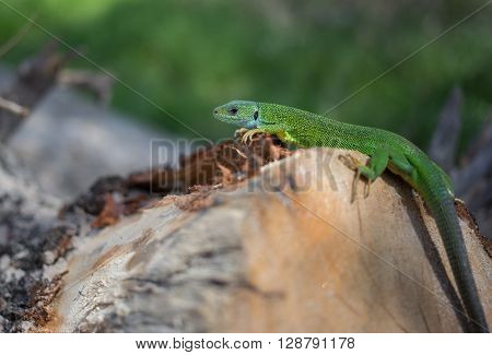LizardS in nature sitting on a tree.
