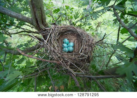 Bird's nest in their natural habitata sunny day.