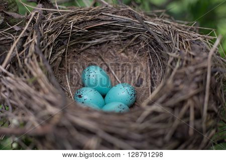 Bird's nest in their natural habitat a sunny day.