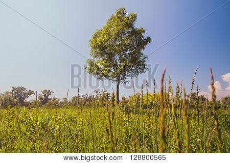 Beautiful landscape with meadow and lonely tree in the sunlight, Savica lakes, Zagreb, Croatia, warm filter applied