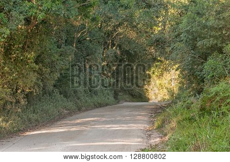 The road through the indigenous Knysna Forest to Millwood