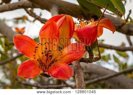 Blooming tree flowers of Bombax Ceiba or Silk Cotton Tree in park of Israel