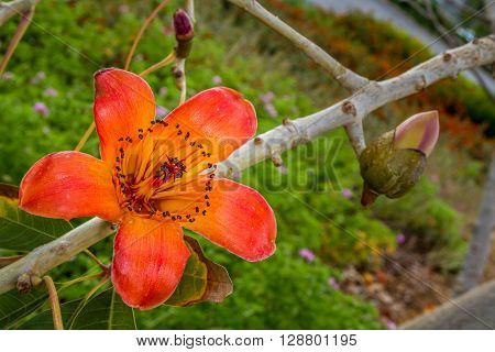 Blooming tree flowers of Bombax Ceiba or Silk Cotton Tree in park of Israel