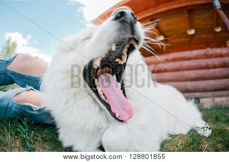 young stylish hipster woman girl playing white kid-skin dog in country side.