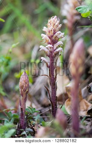 Common broomrape (Orobanche minor var. maritima) in flower. Group of parasitic plants with lilac white and brown flowers in the family Orobanchaceae