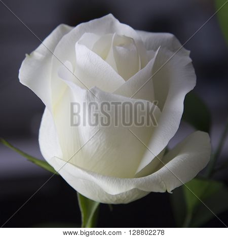 Beautiful white rose severed and natural light