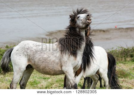 Dark mane of grey Dartmoor pony flowing during fight. The native horse breed of Devon, UK, living wild on inhospitable coastal grassland