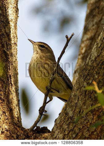 Tiny migratory Palm Warbler in Florida for winter perched on a branch with chest puffed out