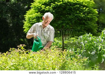 Man Wartering The Plants
