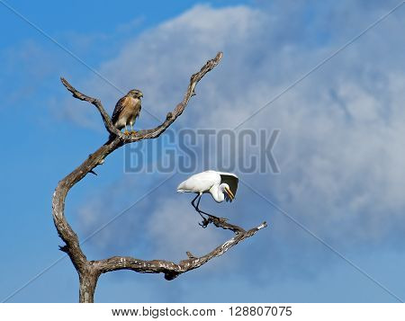 Red Shouldered Hawk observing squawking Great Egret with outstretched wing