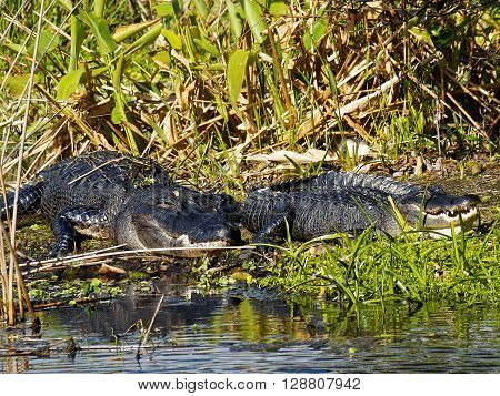 Pair of American Alligators on marshy land near water in Florida Wetlands
