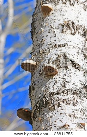 The fungus is a saprophyte - a real Tinder fungus ( Fomes fomentarius ). The tree trunk is covered with young Birch mushrooms
