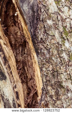 Bark texture of a tree with a hollow