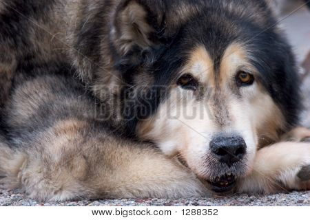Hermoso perro