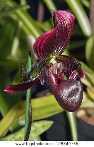 Paphiopedilum Hybrid  Pulsar 
Dark Red Slipper Orchid