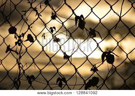 The weave of branches with leaves on wire fencing.