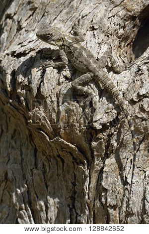 Starred Agama - Laudakia stellio Lizard on Tree Trunk