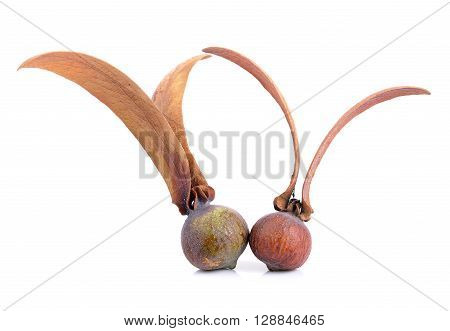 Dipterocarpus Alatus Flower on a white background