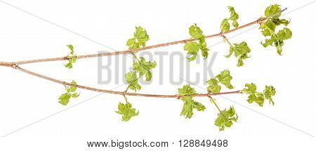 Buldenezh Bush Branch With Young Leaves On A White Background