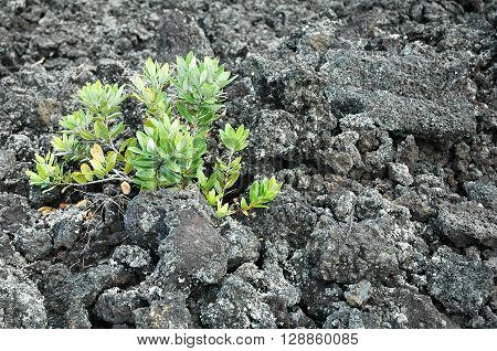 A young plant struggling to grow on barren lava rock