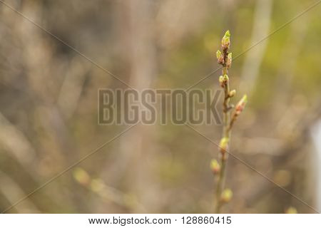 Close up view of bud of tree at early spring