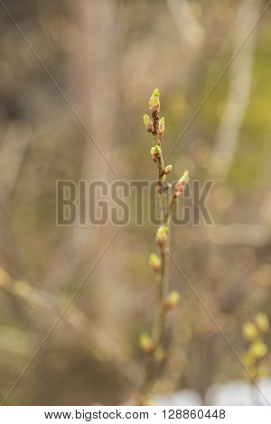 Close up view of bud of tree at early spring